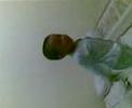 Fwz Topi Saya Bundar