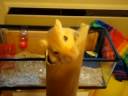 gerbil.AVI gerbil.AVI
