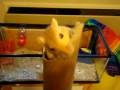 gerbil.AVI