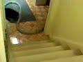 Strype chasing dirt in the vacuum cleaner 3
