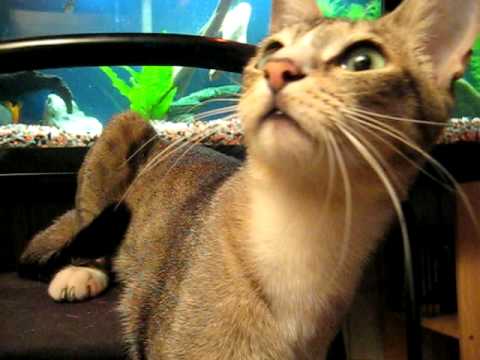 makithecat - our funny 18 months half-siamese cat is playing and pawing the camera.