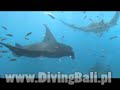 Amazing Mantas Amazing Mantas