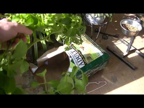 how to grow nm green chile