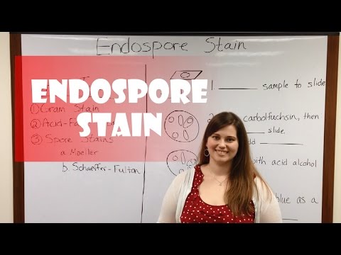 how to perform endospore stain
