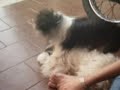 Montagens videos Miuky