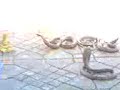 Cobra Anouar Tetouan Maroc Marrakech  Jame3 lefna
