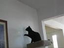 My Big Black Cat