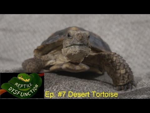 YouTube reptile video