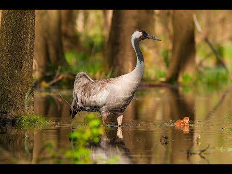 50 cm życia - historia nawodnienia bagna i pierwszego... :: Film dokumentalny opowiadający historię nawodnienia bagna i pierwszego na świecie streamingu z gniazda żurawia (Grus grus) w Nadleśnictwie Włoszakowice.