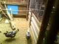 Chickens at Lanes Farm