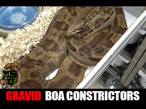 YouTube reptile video