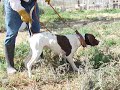 English Pointer