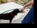videos de Dog drinks McMocha
