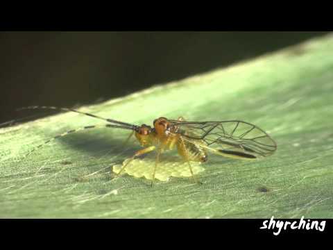 how to eliminate psocids