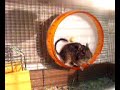 degu silent wheel smaller