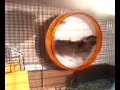 degu silent wheel smaller