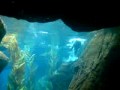 As lontras do Oceanário de Lisboa brincando, filmado em 12/08/2009 as 18:58 