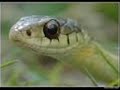 Snake In The Grass