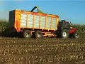 Maishakselen met Case International 1455 XL