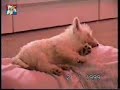 Westie Cheri