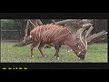 BALLADE AU ZOO D\