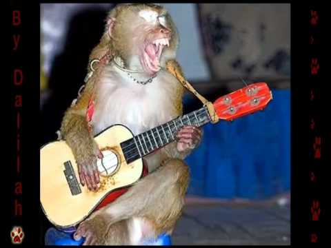 Humor animal ¡las mascotas mas divertidas!