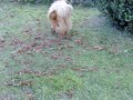 Rufus Mlre