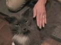 videos de Brushing Our Charley Cat