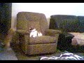 Major meets the Cat