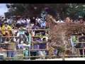 Jarabe Mixteco