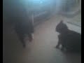Cat Fight Cat Fight