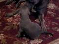 blue-pitbull-puppy-p