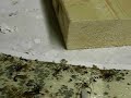 Brown Recluse