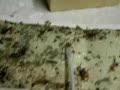 Brown Recluse