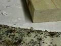 Brown Recluse