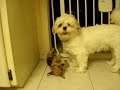 shih tzu   chorkie puppies at play