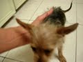 shih tzu   chorkie puppies at play