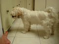 shih tzu   chorkie puppies at play