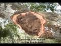 In Search of Tree Cavities