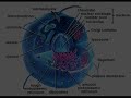 CYTOPLASM MOVIE BY CHRISTIAN G