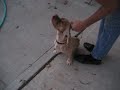 cindy off leash