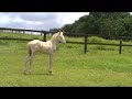 Lusitano for Dressage - Nicolusitanos - Cremello Lusitano for Dressage - Nicolusitanos - Cremello