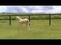 Lusitano for Dressage - Nicolusitanos - Cremello