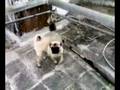 Helen - puggy