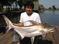 Fishing Thailand Bangkok Giant Mekong Catfish and Siamese Carp Fishing Thailand Bangkok Giant Mekong Catfish and Siamese Carp