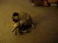 Butler the Pug - 3