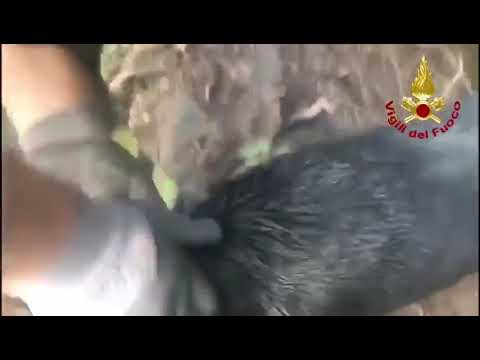 Salvataggio di un cane caduto in un cunicolo a Cutigliano