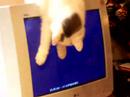 My sweet white cat tries to catch draft on the monitor. My sweet white cat tries to catch draft on the monitor.