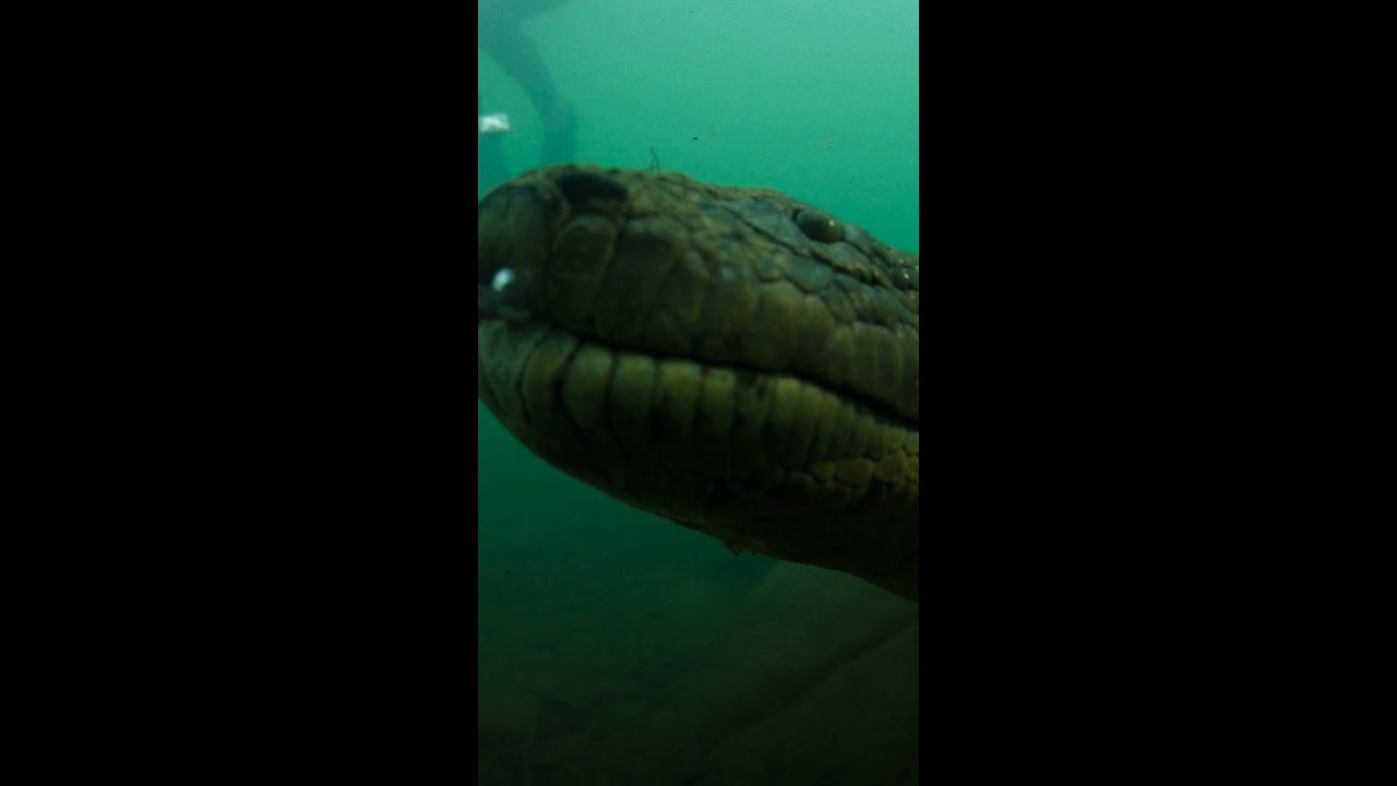 @DavidBlaine visits an anaconda in its natural habitat #DavidBlaineDoNotAttempt