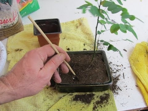 how to transplant bonsai tree